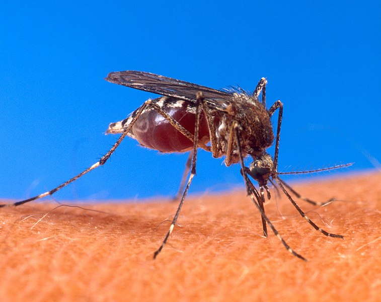 Malaria